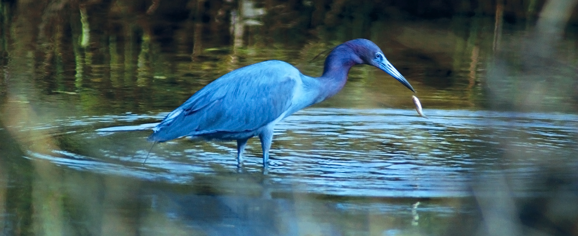 Pawling Chamber of Commerce Nature